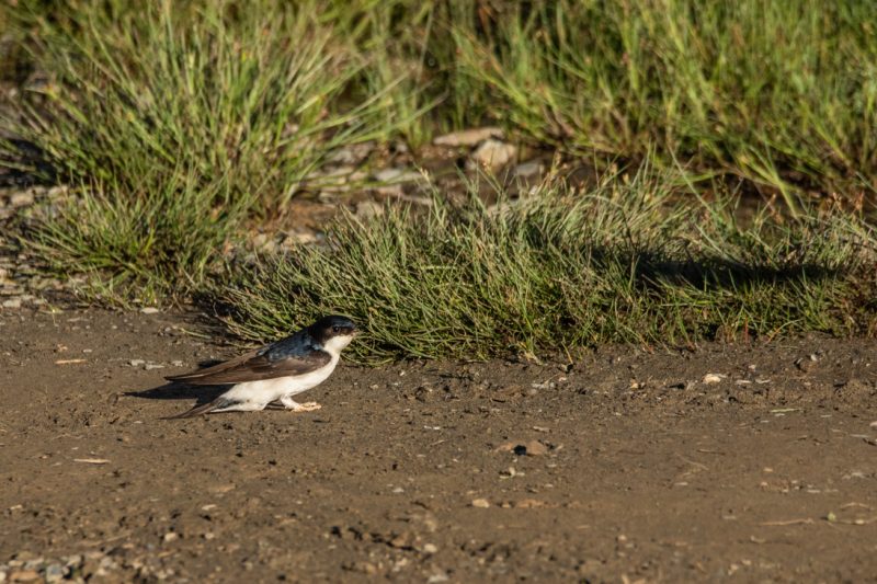 Hirondelle de fenêtre
